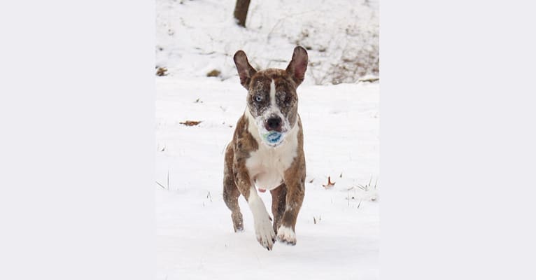 Hammer, a Boston Terrier and Australian Cattle Dog mix tested with EmbarkVet.com