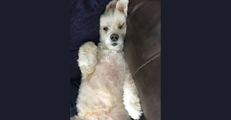 Zuzu, a Miniature Pinscher and Poodle (Small) mix tested with EmbarkVet.com