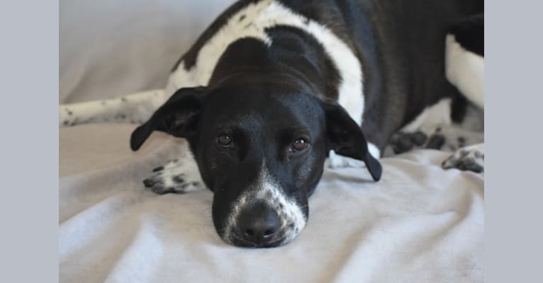 Cali, a German Shorthaired Pointer and German Shepherd Dog mix tested with EmbarkVet.com