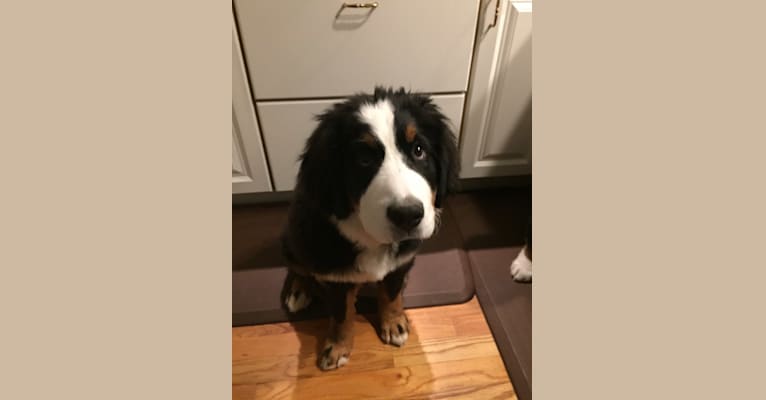 Lucy Rose, a Bernese Mountain Dog tested with EmbarkVet.com