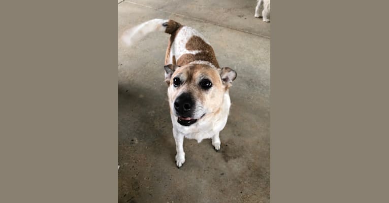 Photo of Sammy, an Australian Cattle Dog, Pug, and Mixed mix in Gonzales, Louisiana, USA