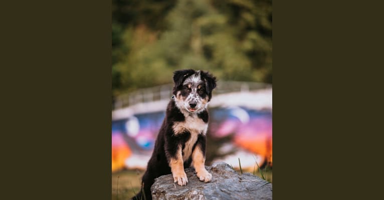 Marin, a Border Collie and Australian Cattle Dog mix tested with EmbarkVet.com