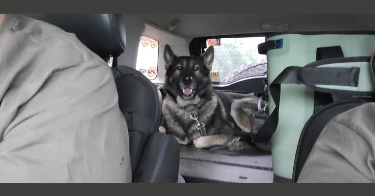 Tundra, a German Shepherd Dog and Great Pyrenees mix tested with EmbarkVet.com
