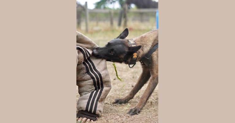 Daisy, a Belgian Shepherd tested with EmbarkVet.com