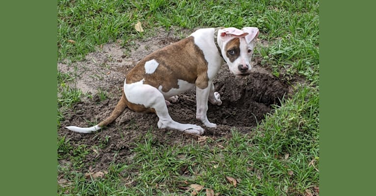 Photo of Skips, an American Pit Bull Terrier, American Bulldog, and American Staffordshire Terrier mix in Holly Hill, Florida, USA
