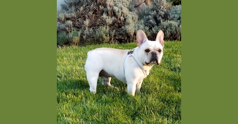 Rex, a French Bulldog tested with EmbarkVet.com