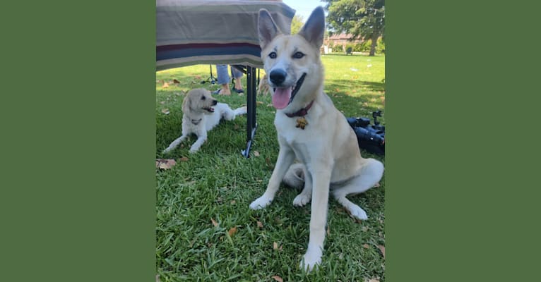 Zima, a Siberian Husky and German Shepherd Dog mix tested with EmbarkVet.com