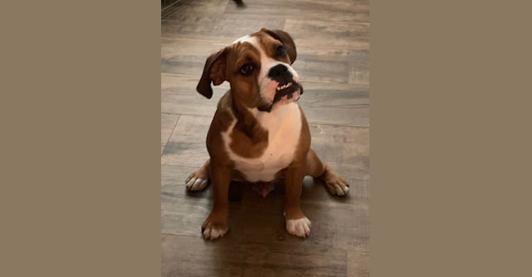 Baxter, a Bulldog and Beagle mix tested with EmbarkVet.com