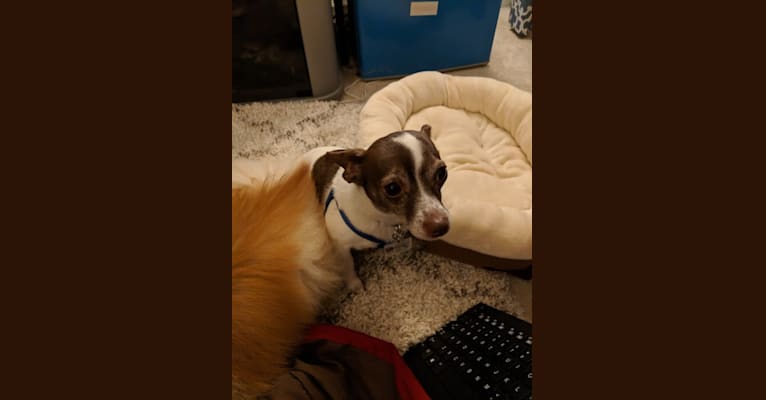 Sully, a Chihuahua and Miniature Schnauzer mix tested with EmbarkVet.com