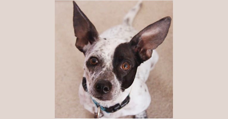Breezy, a Chihuahua and Labrador Retriever mix tested with EmbarkVet.com