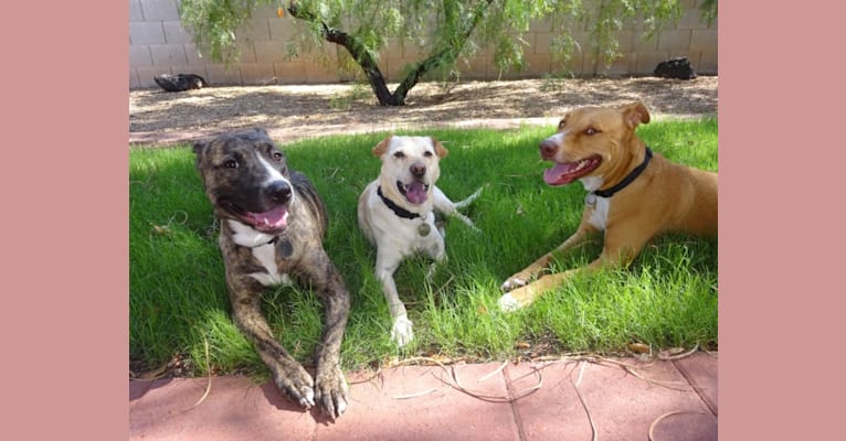 Photo of Bobbi, an American Pit Bull Terrier, Rottweiler, and Mixed mix in Tempe, Arizona, USA