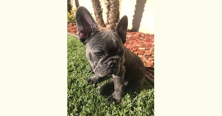 Blu, a French Bulldog tested with EmbarkVet.com