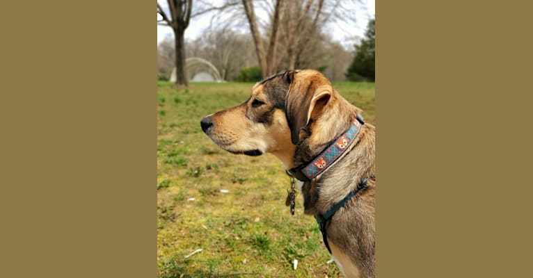 Toby, a German Shepherd Dog and Labrador Retriever mix tested with EmbarkVet.com