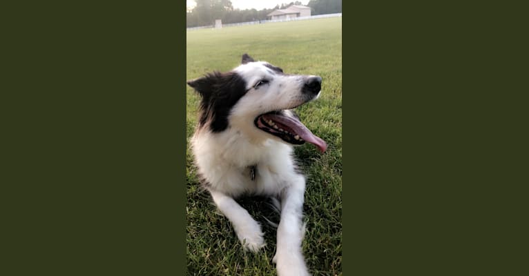 Spruce, a Border Collie (17.6% unresolved) tested with EmbarkVet.com
