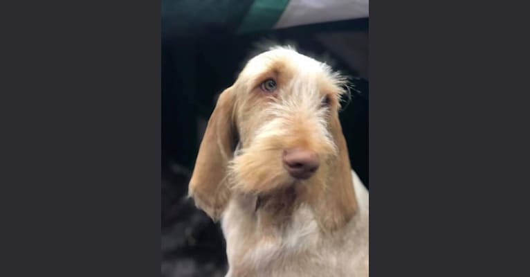 Mabel, a Spinone Italiano tested with EmbarkVet.com