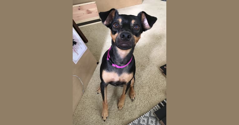Photo of Marta, a Miniature Pinscher, American Pit Bull Terrier, Russell-type Terrier, and Mixed mix in Pine Ridge, South Dakota, USA