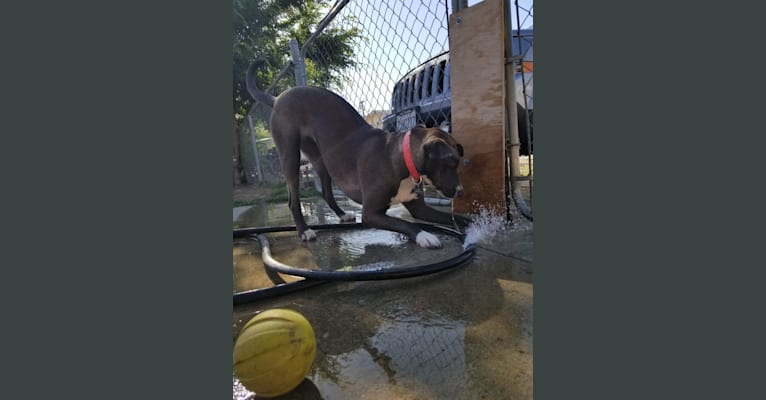 Photo of Bella Bean-sprout Bradbury, an American Pit Bull Terrier, German Shepherd Dog, Chow Chow, Bull Terrier, and Mixed mix in Mexico