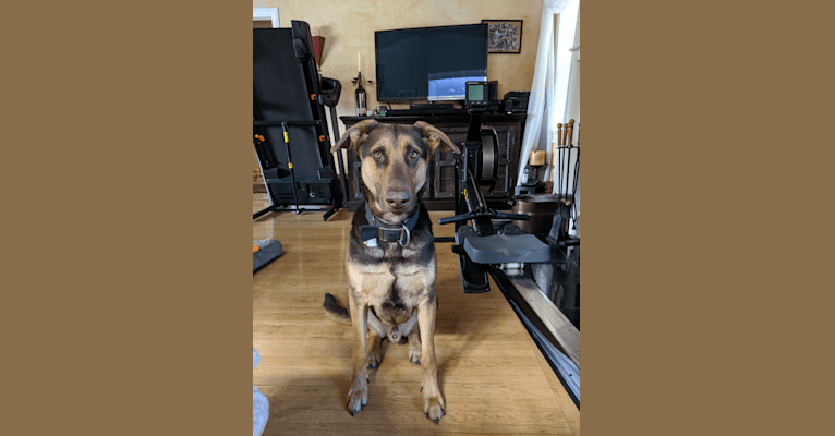 Duke, a German Shepherd Dog and Doberman Pinscher mix tested with EmbarkVet.com