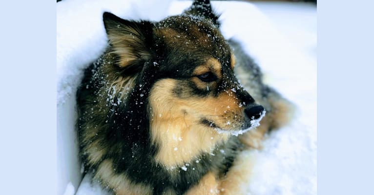 Otto, a Finnish Lapphund tested with EmbarkVet.com