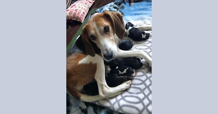 Celia, an American Foxhound tested with EmbarkVet.com