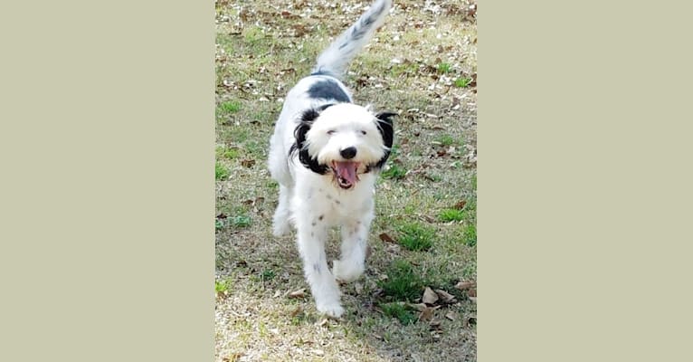 Snoopy, a Llewellin Setter and Bichon Frise mix tested with EmbarkVet.com