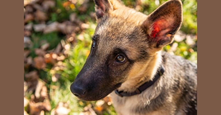 Kaizen, a German Shepherd Dog and Siberian Husky mix tested with EmbarkVet.com