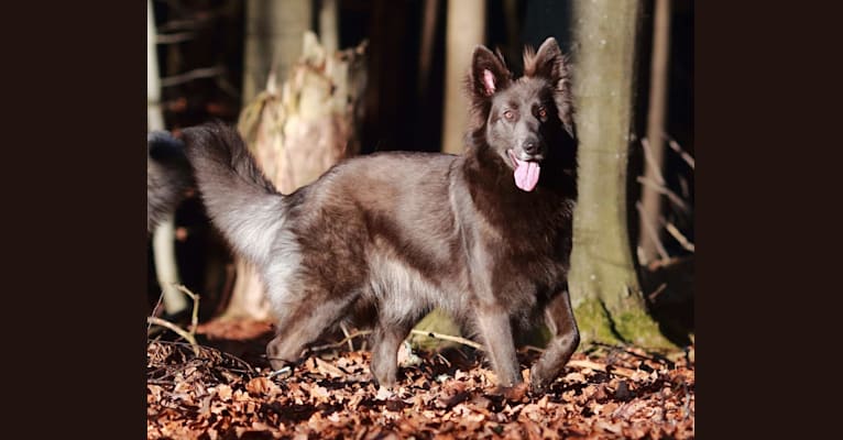 halo german shepherds