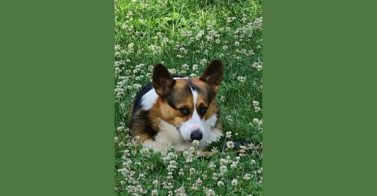 Jackson, a Pembroke Welsh Corgi tested with EmbarkVet.com