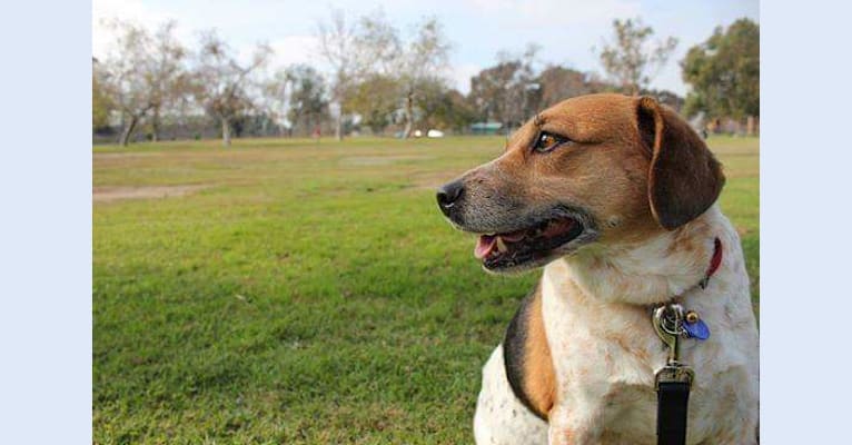 Wendy Darling, an Australian Cattle Dog and Beagle mix tested with EmbarkVet.com