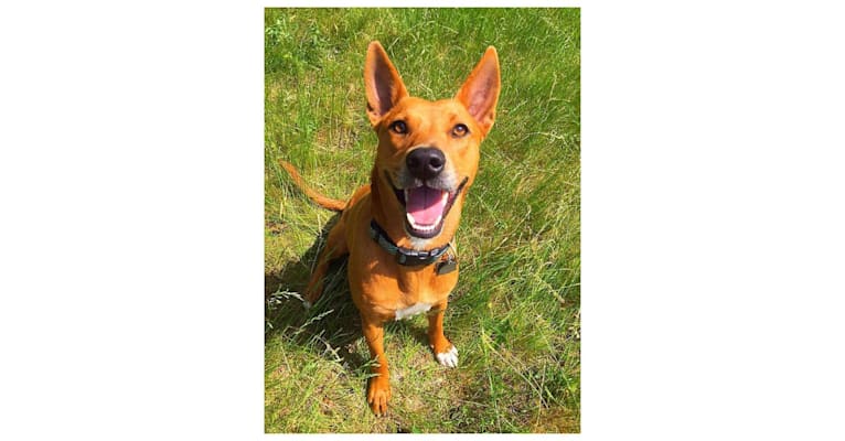 Chai, a Staffordshire Terrier and Labrador Retriever mix tested with EmbarkVet.com