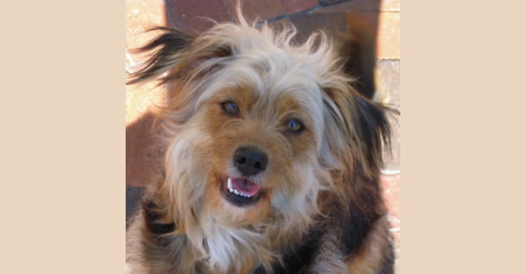 Maxine (Max), a Rat Terrier and Lhasa Apso mix tested with EmbarkVet.com