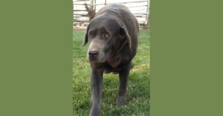 Caviar, a Labrador Retriever tested with EmbarkVet.com