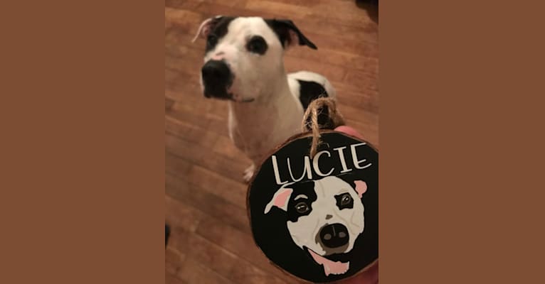 Photo of Lucie, an American Pit Bull Terrier and Boxer mix in Hinckley, Ohio, USA