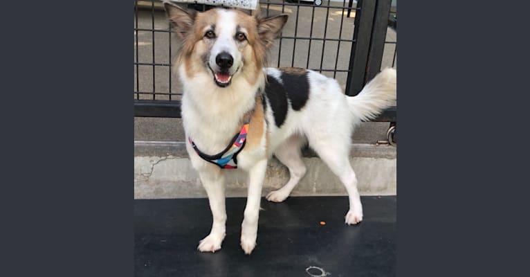 Lassie, a Southeast Asian Village Dog tested with EmbarkVet.com
