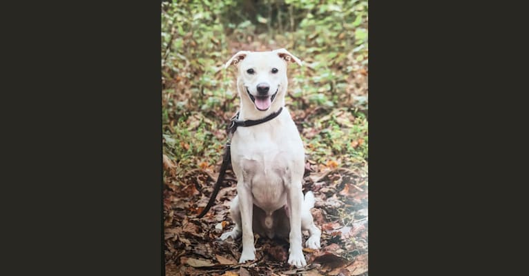 Jax, a Labrador Retriever and Russell-type Terrier mix tested with EmbarkVet.com