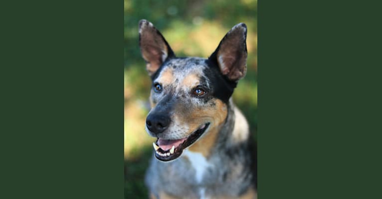 Schroeder, a Mountain Cur and Catahoula Leopard Dog mix tested with EmbarkVet.com