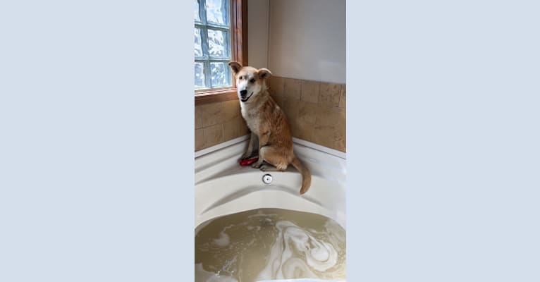 Frank, an Australian Cattle Dog and German Shepherd Dog mix tested with EmbarkVet.com