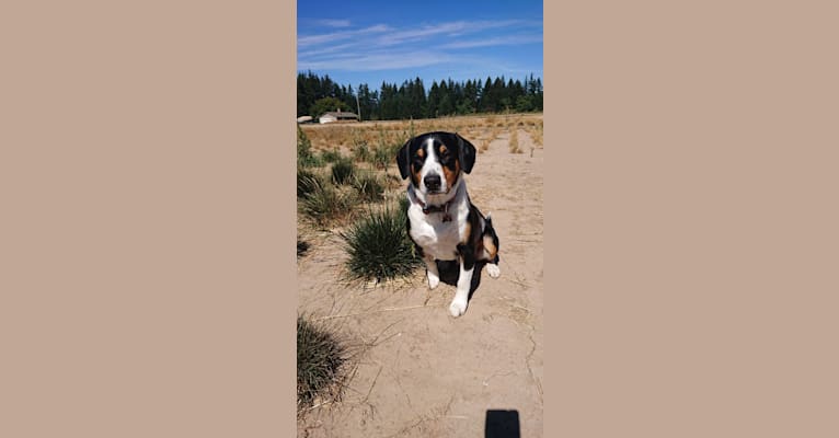 Auggie, an Entlebucher Mountain Dog tested with EmbarkVet.com