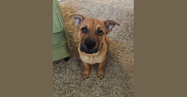 Oslo, an Australian Cattle Dog and Chinese Shar-Pei mix tested with EmbarkVet.com