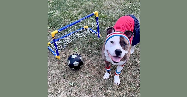 Photo of Bosley, an American Bully  in Clear Brook, Virginia, USA