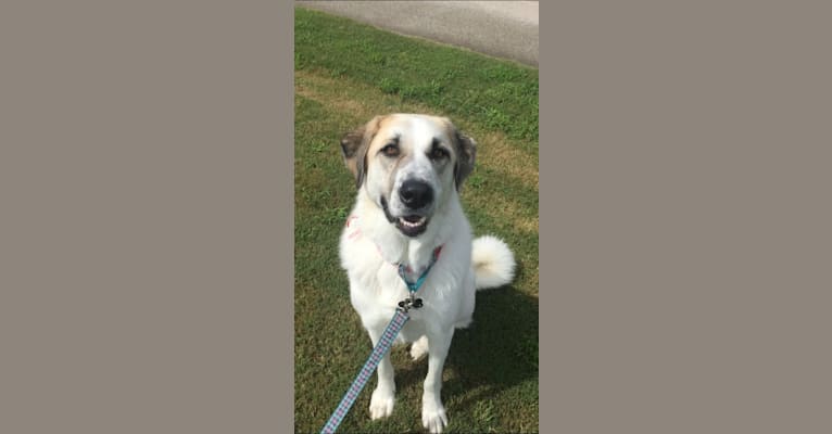 Penny Mae, an Anatolian Shepherd Dog and Great Pyrenees mix tested with EmbarkVet.com