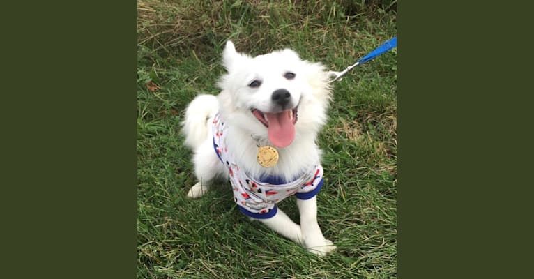 Photo of CANDY, an American Eskimo Dog  in Toronto, ON, Canada