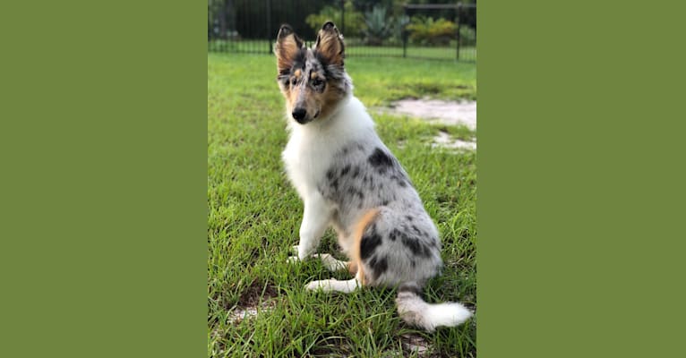 Kuma, a Collie tested with EmbarkVet.com