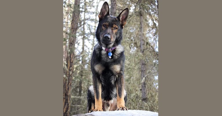 Zeek, a German Shepherd Dog tested with EmbarkVet.com