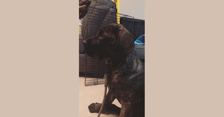 Artie, a Cane Corso tested with EmbarkVet.com