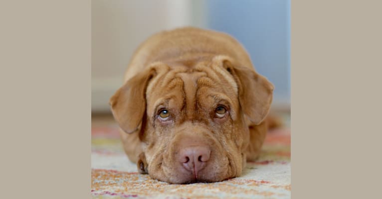 Embark Dog DNA Test Breed