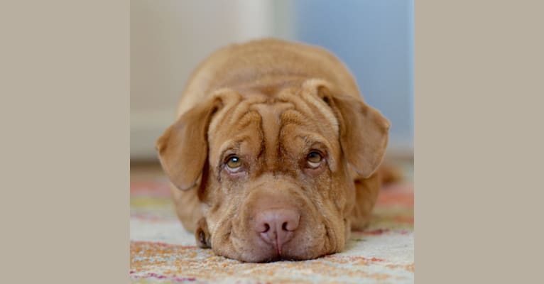 Basil, a Chinese Shar-Pei and Beagle mix tested with EmbarkVet.com