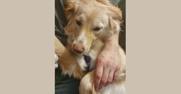 Olive, an Eastern European Village Dog tested with EmbarkVet.com