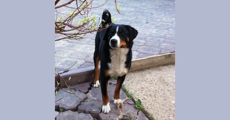 Yutti, an Appenzeller Sennenhund tested with EmbarkVet.com