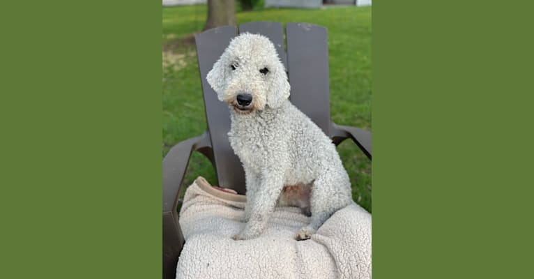 Tug, a Bedlington Terrier tested with EmbarkVet.com